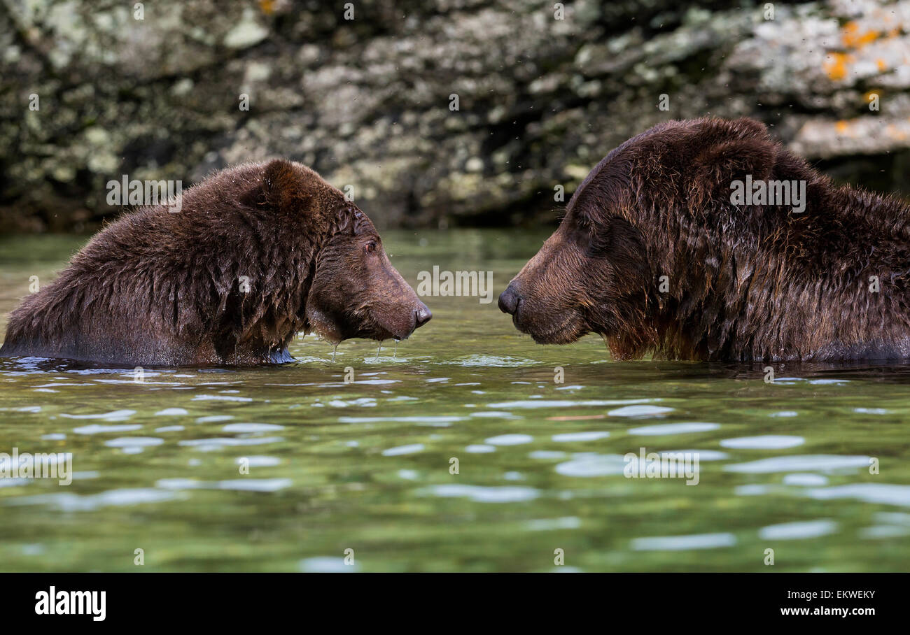 Two coastal Brown bears fishing in a river, Katmai National Park and ...