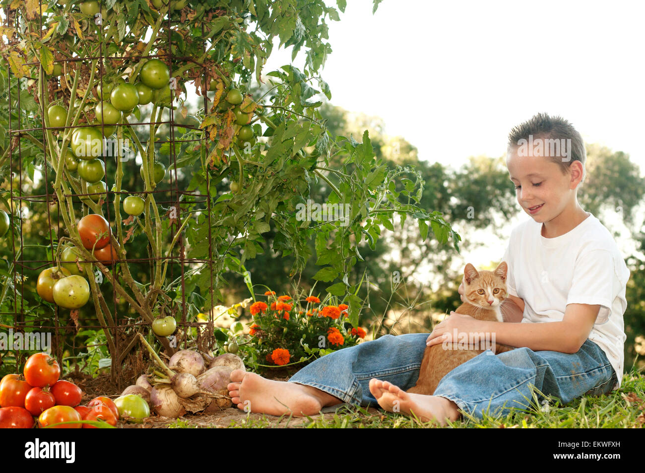 Boy in homegrown tomato garden holding cat Stock Photo