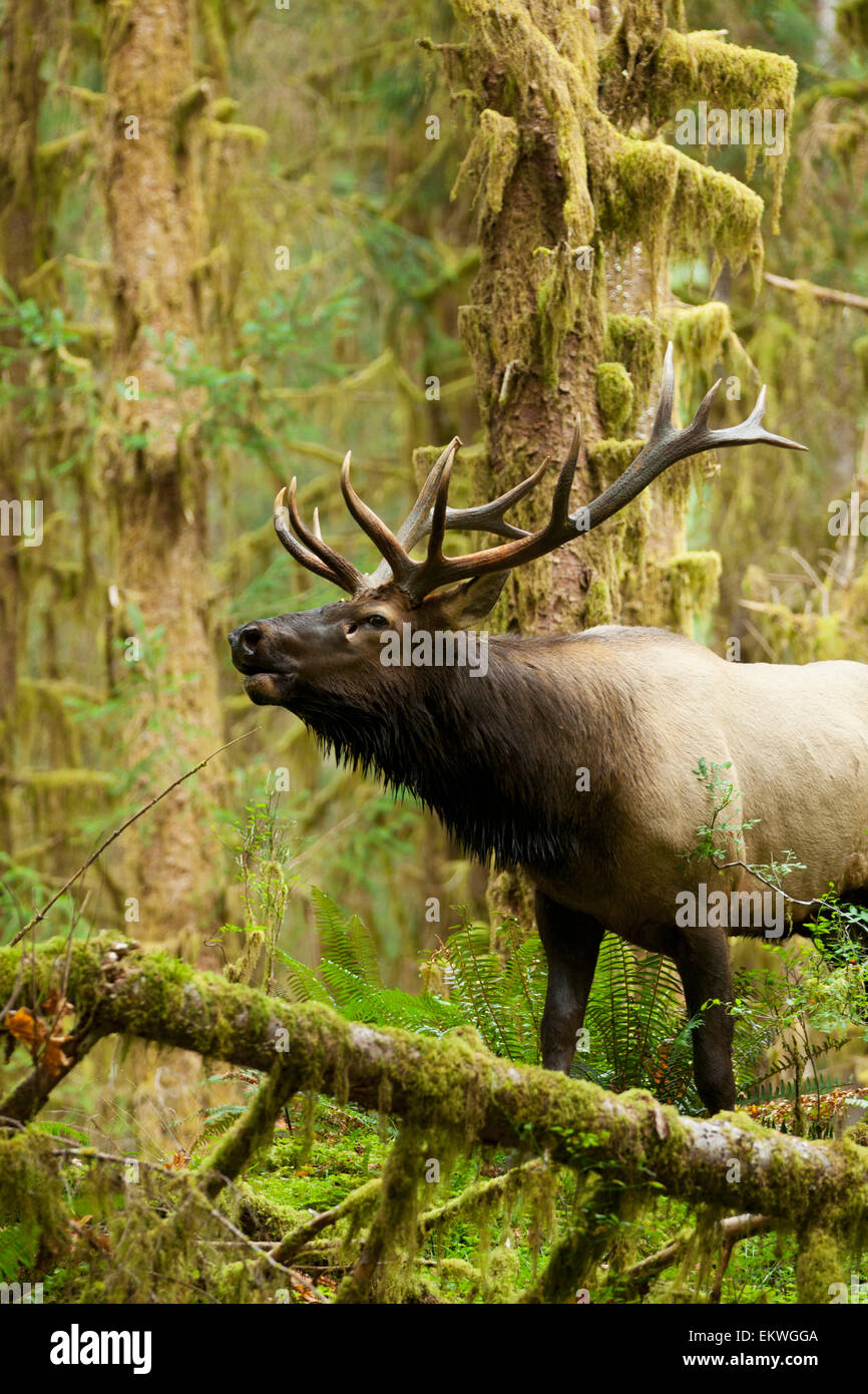 Close up of an bull Roosevelt elk bugling in the Hoh rainforest