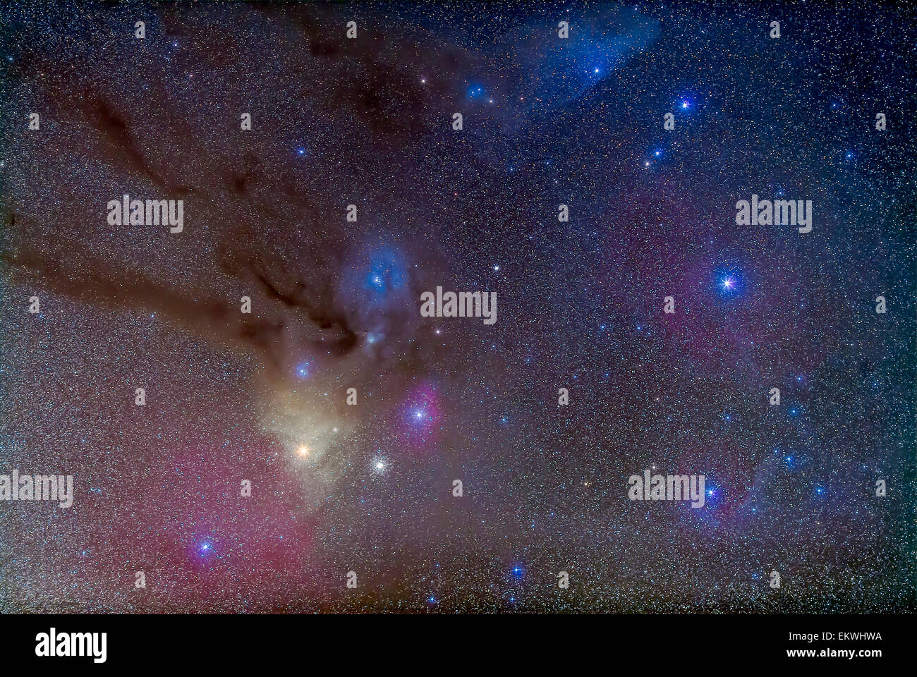 The area around the head of Scorpius, including the bright star Antares at lower left of centre and the dark lanes leading to th Stock Photo