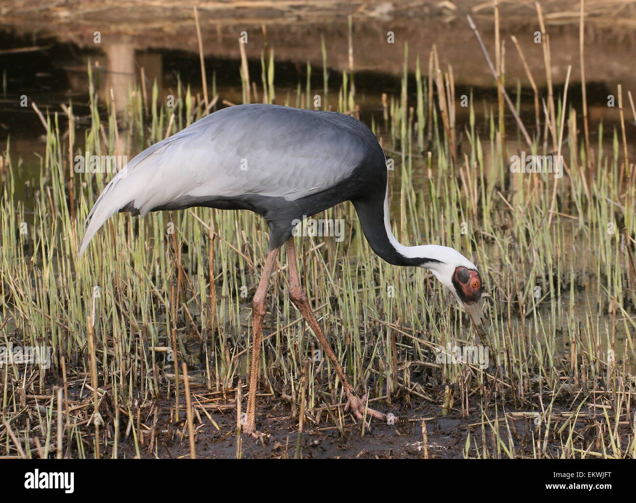 Pictures of asian wetlands Pictures of asian wetlands