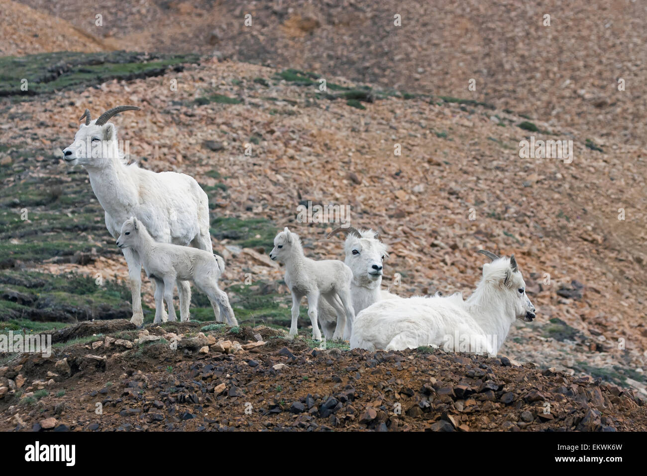 Dall Sheep ewes and lambs (Ovis dalli dalli) in Denali National Park ...