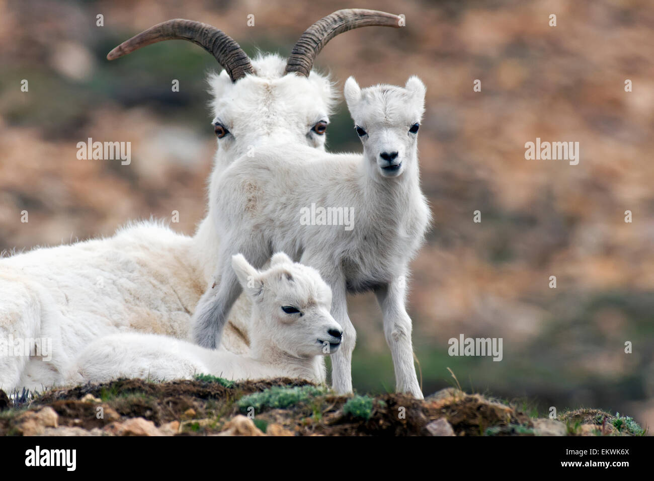 Dall Sheep ewe (Ovis dalli dalli) watching over two lambs, Denali National Park, Interior Alaska Stock Photo