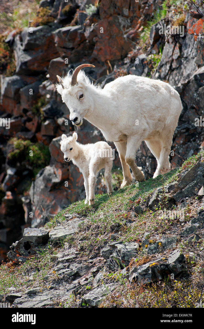 Dall Sheep ewe and her lamb (Ovis dalli dalli) in Denali National Park ...