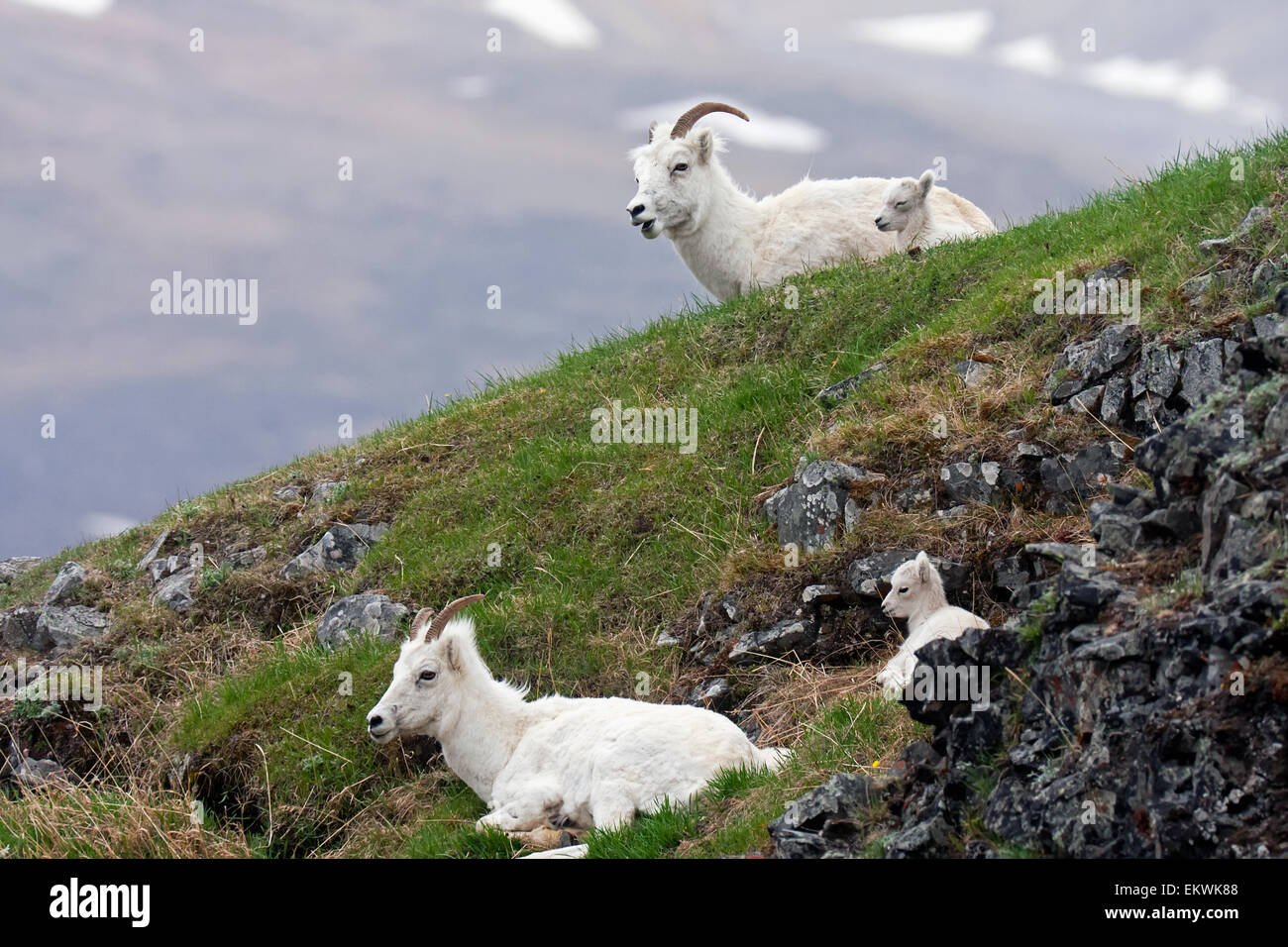 Two Dall Sheep (Ovis dalli dalli) ewes and their lambs on a ridge in ...
