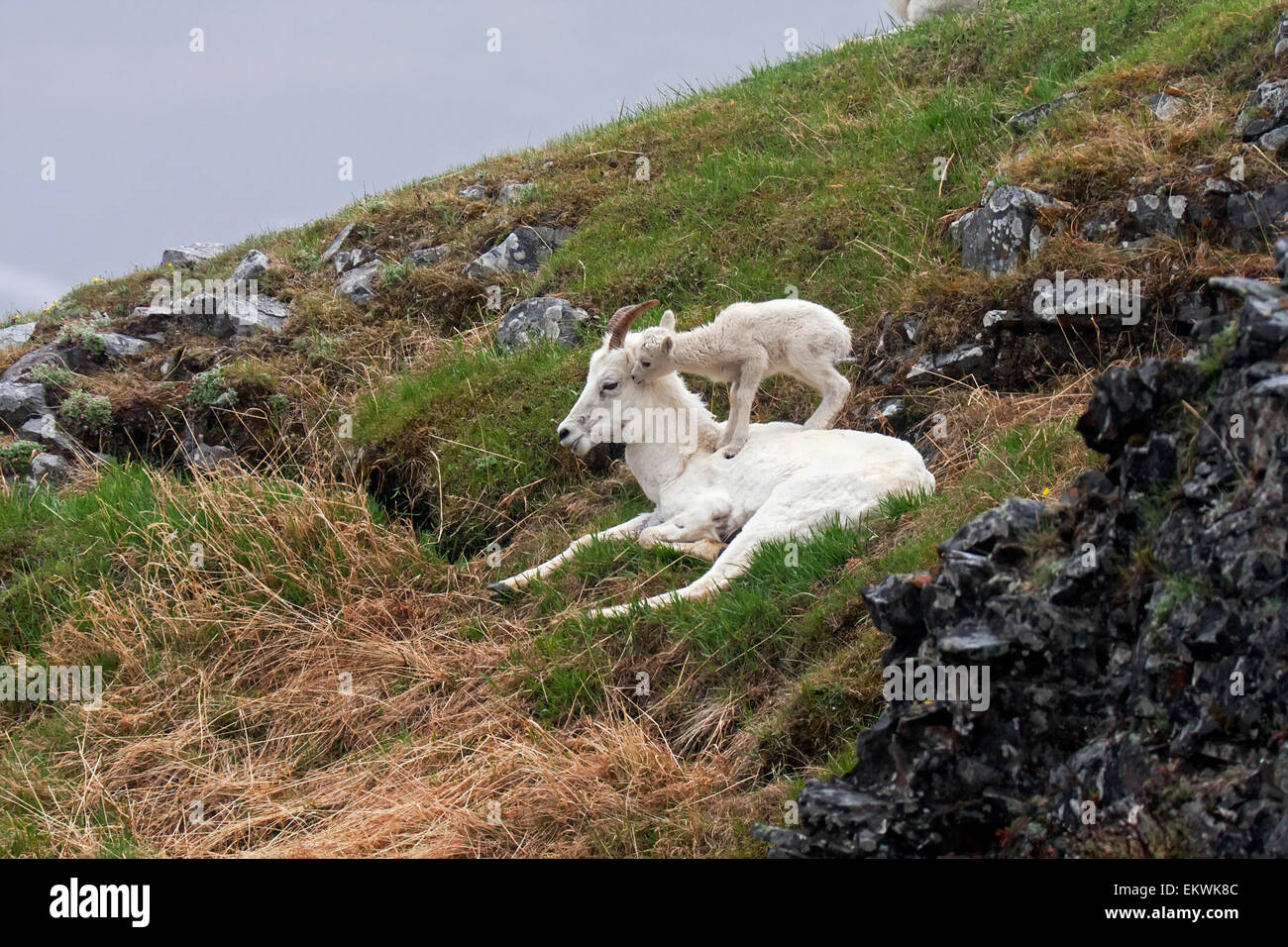 Dall Sheep (Ovis dalli dalli) lamb plays on top of its mother in Denali ...
