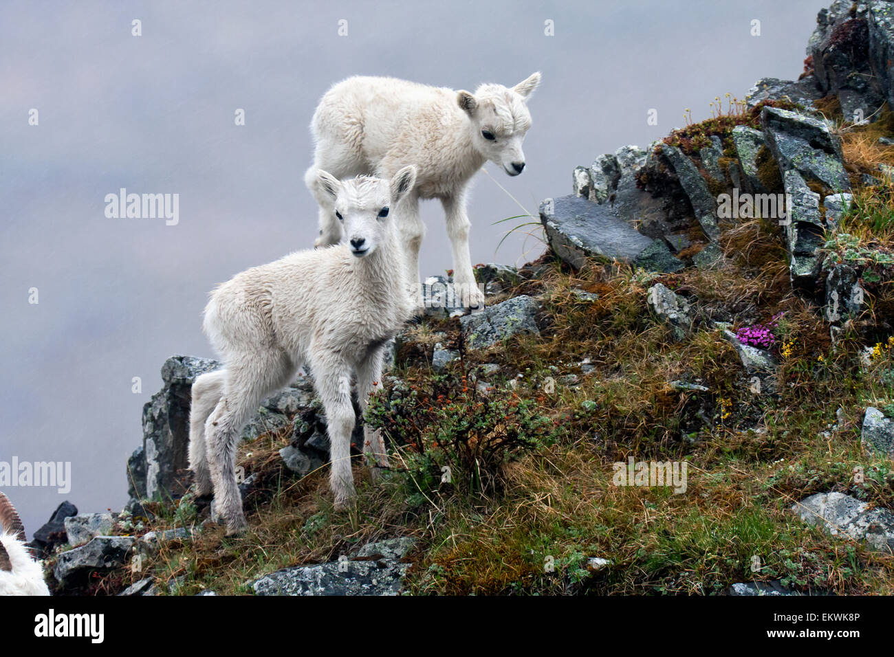 Two Dall Sheep lambs (Ovis dalli dalli) standing on a steep hillside ...