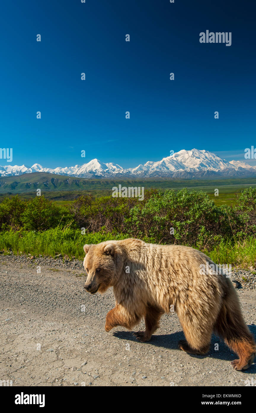 A Grizzly Bear walking down the Park Road in Area 14 with Mount