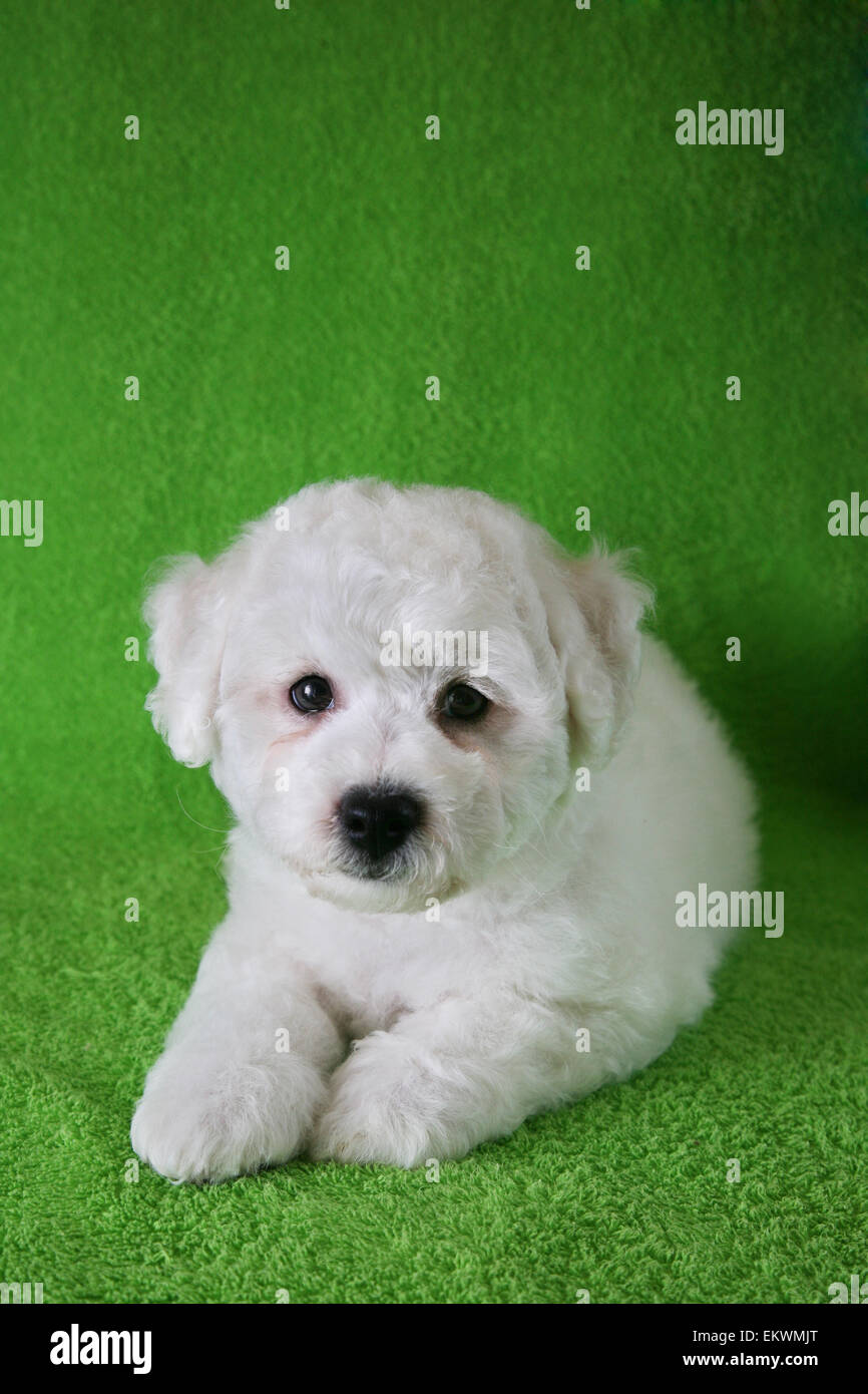 Puppy Bishon Frise Stock Photo