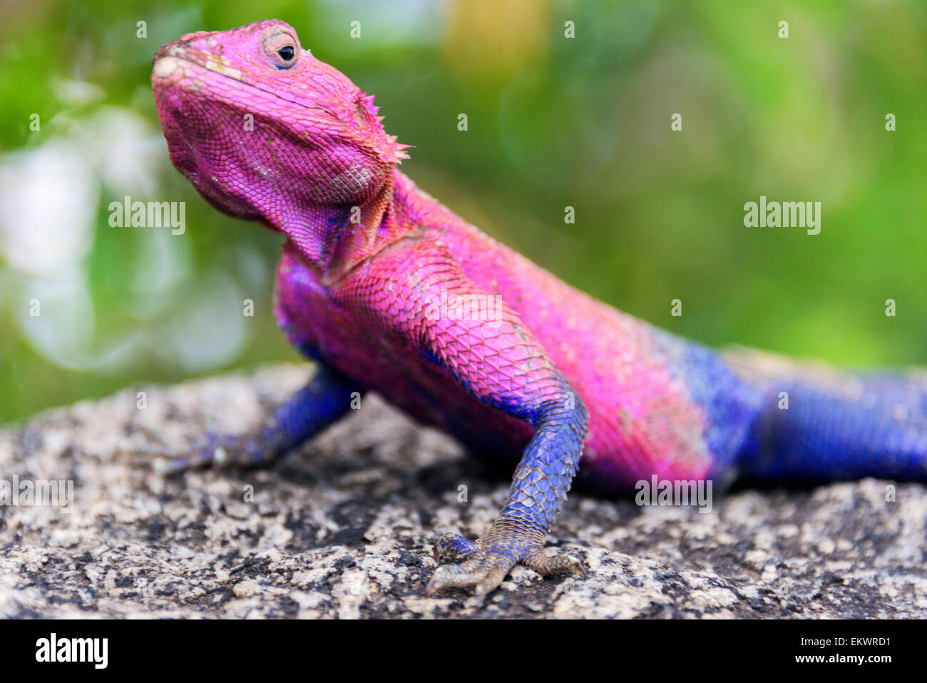 Agama Lizard closeup in the Serengeti National Park, Tanzania, Africa