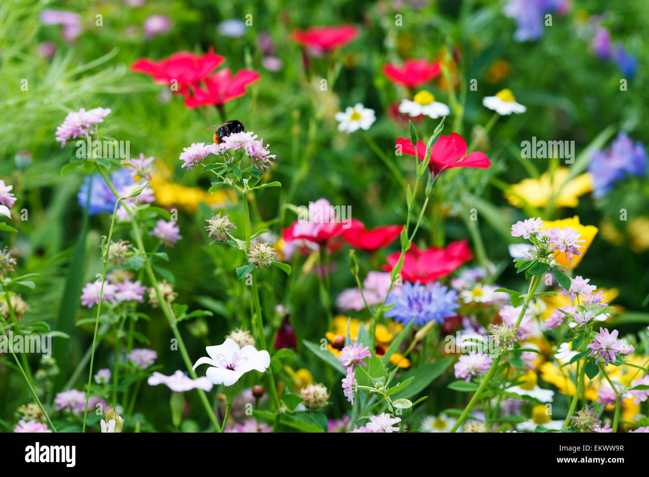 Wildflowers in the meadow, bee pollinating, spring time, Poland, Europe Stock Photo