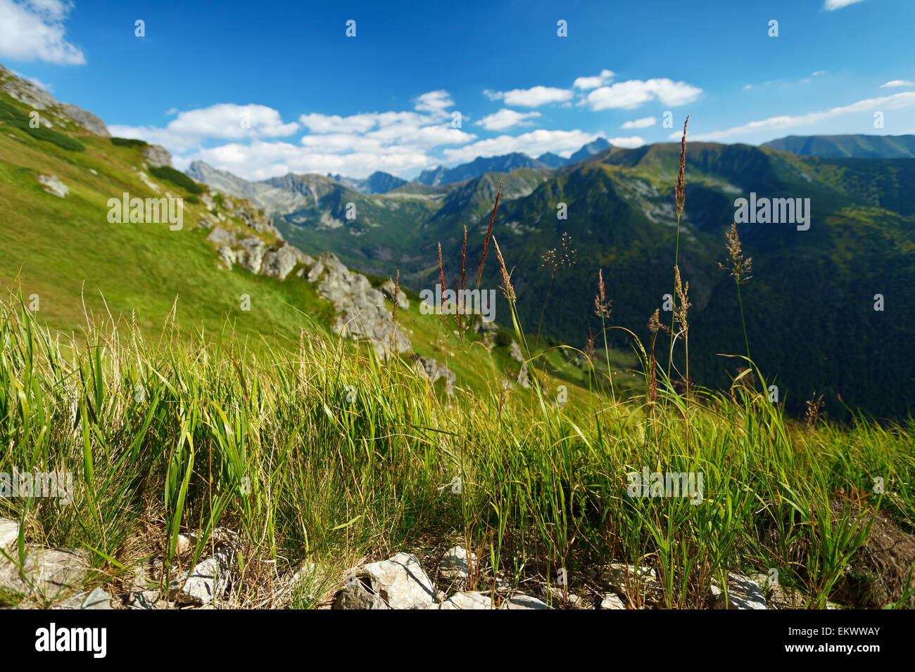 Mountain meadow covered with green grass under vibrant blue cloudy sky ...