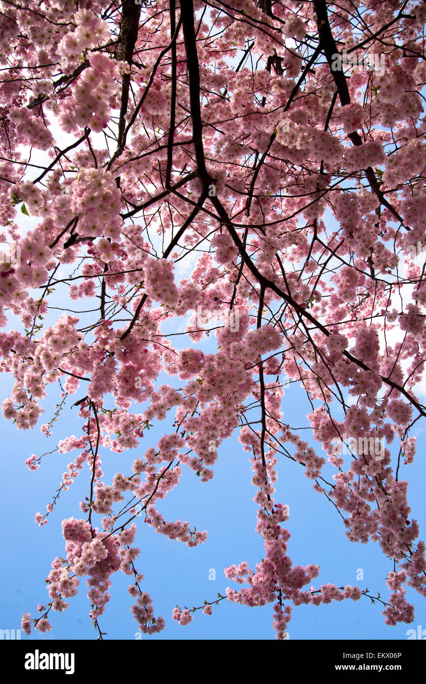 Hackney Spring 2015 pink cherry blossom against a blue sky Stock Photo