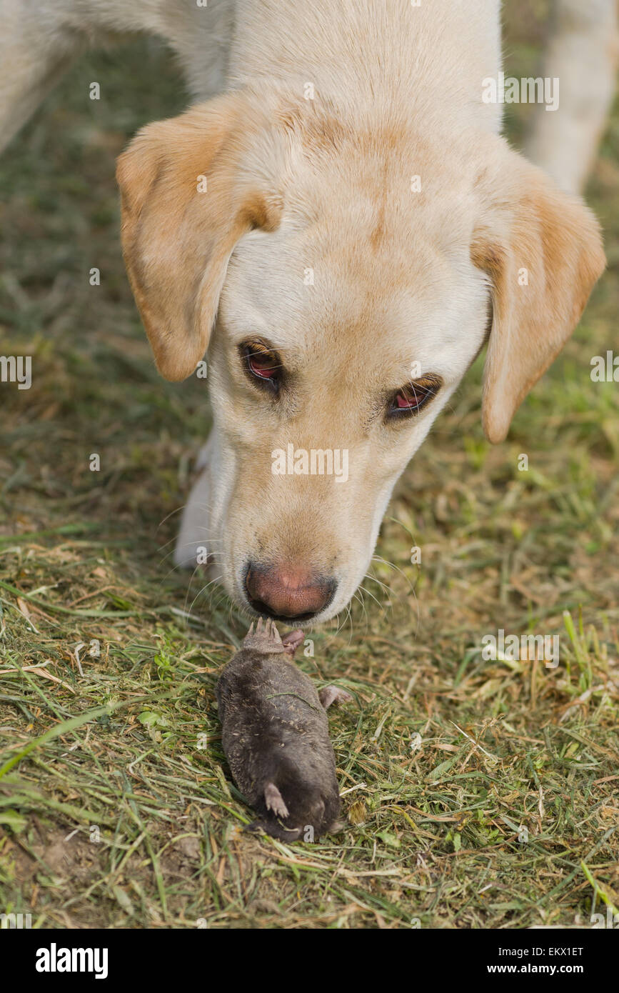 is it safe for dogs to eat moles