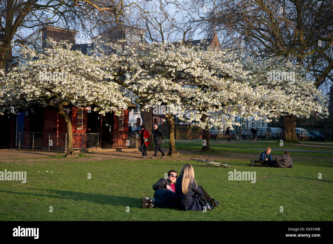 Hackney Spring 2015. London Fields blossom next to public toilets with people sitting on the grass Stock Photo