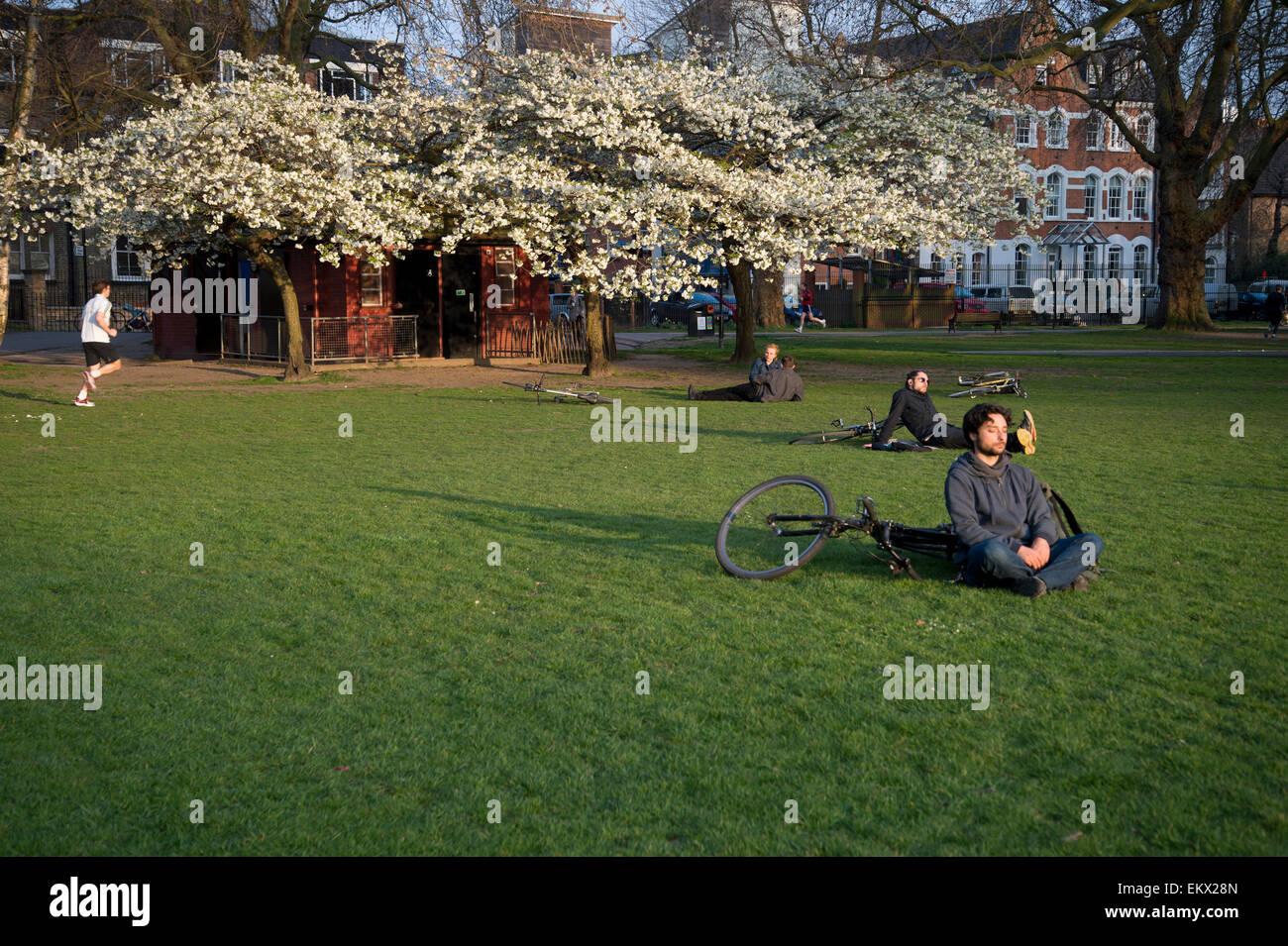 Hackney Spring 2015. London Fields blossom next to public toilets Stock Photo