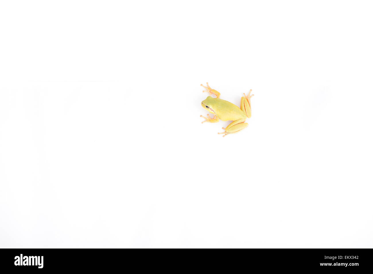 Green Frog over Isolated white background Stock Photo - Alamy