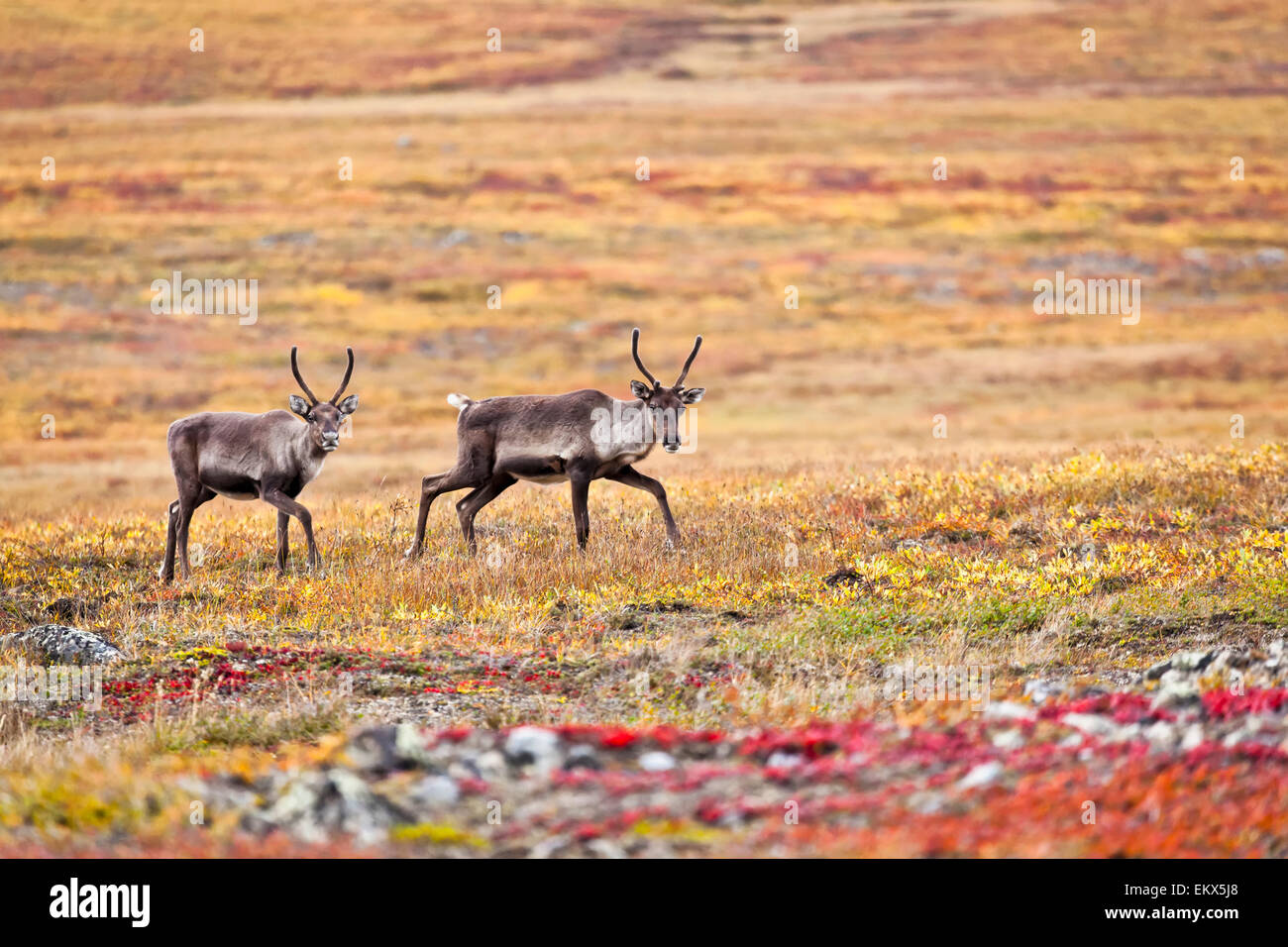 Caribou,Alaska,gates of arctic np Stock Photo Alamy