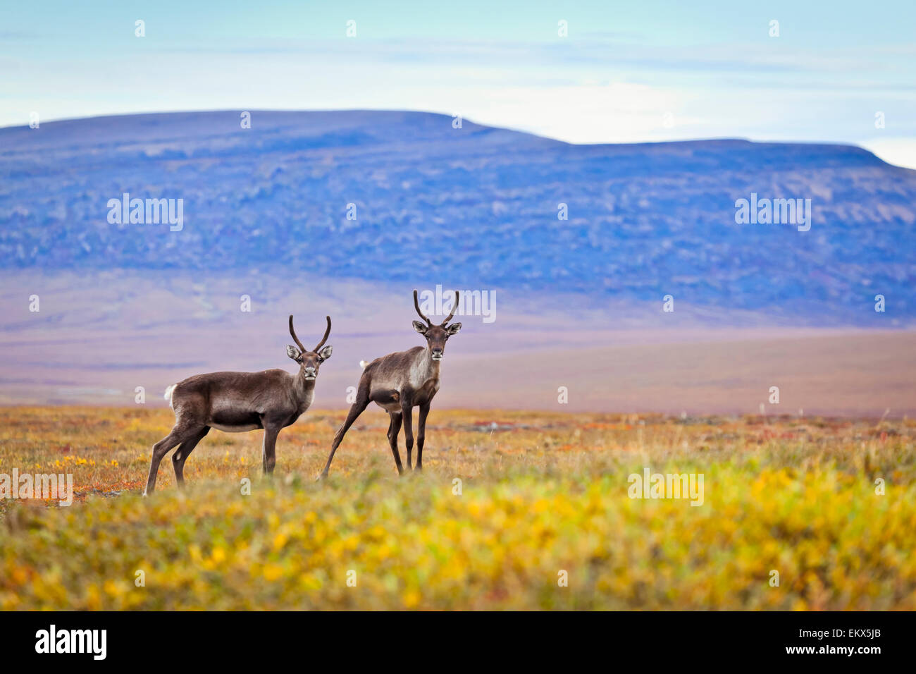 Caribou,Alaska,gates of arctic np Stock Photo Alamy