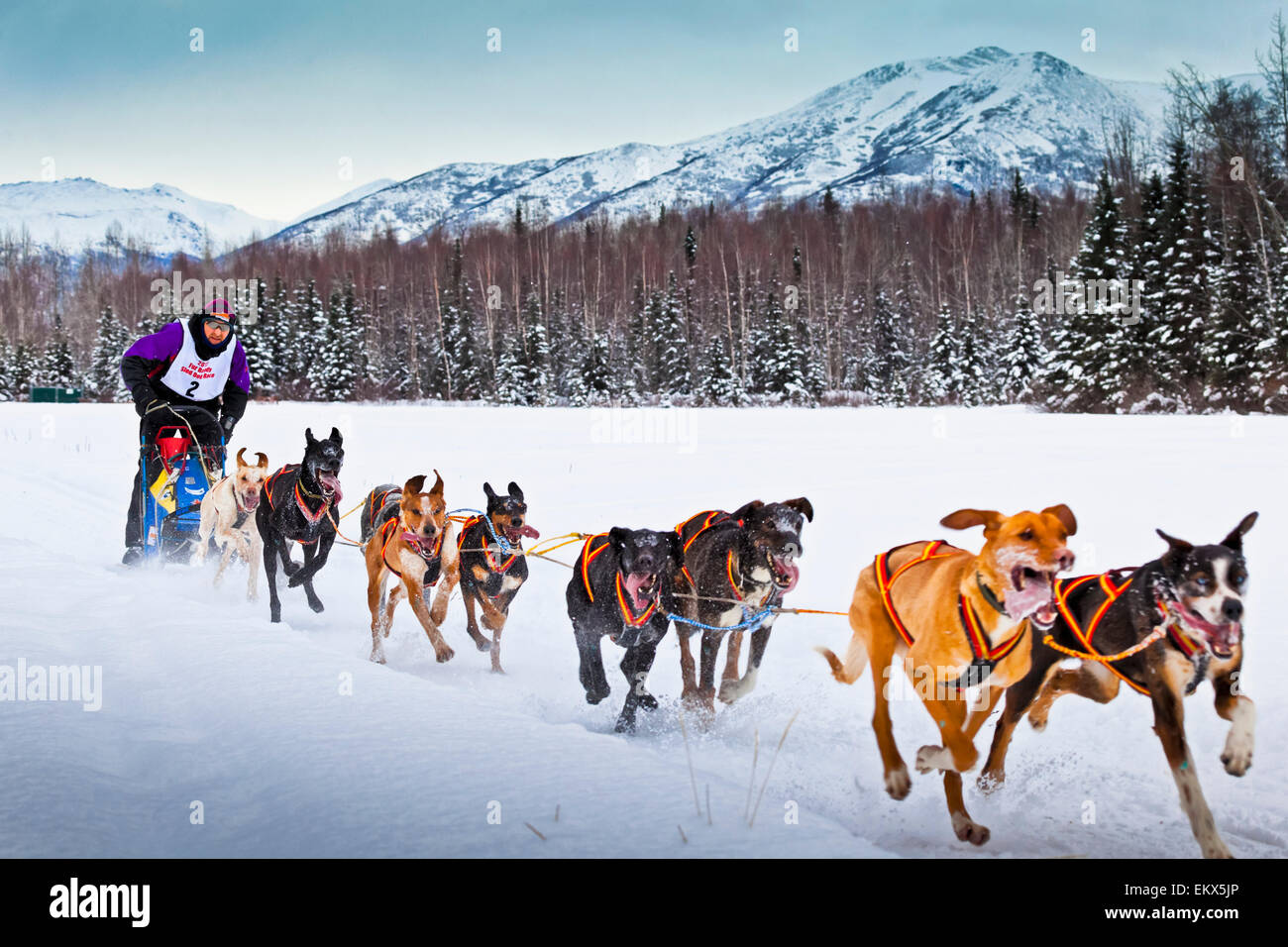Anchorage,Sled Dog,rondy world championship Stock Photo Alamy