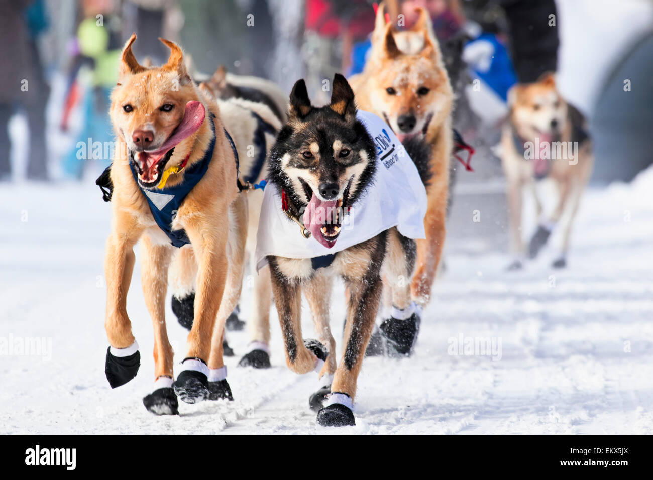 Close up of sled dogs in the chute at the 2013 Iditarod Ceremonial Start, Anchorage