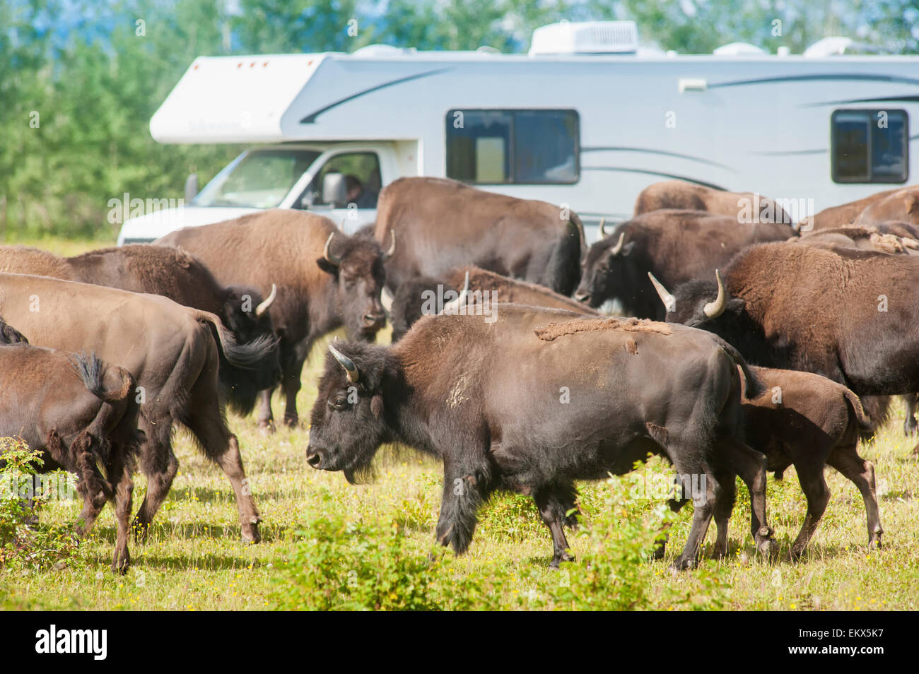 CAPTIVE Bison at the University of Alaska Cooperative Extension