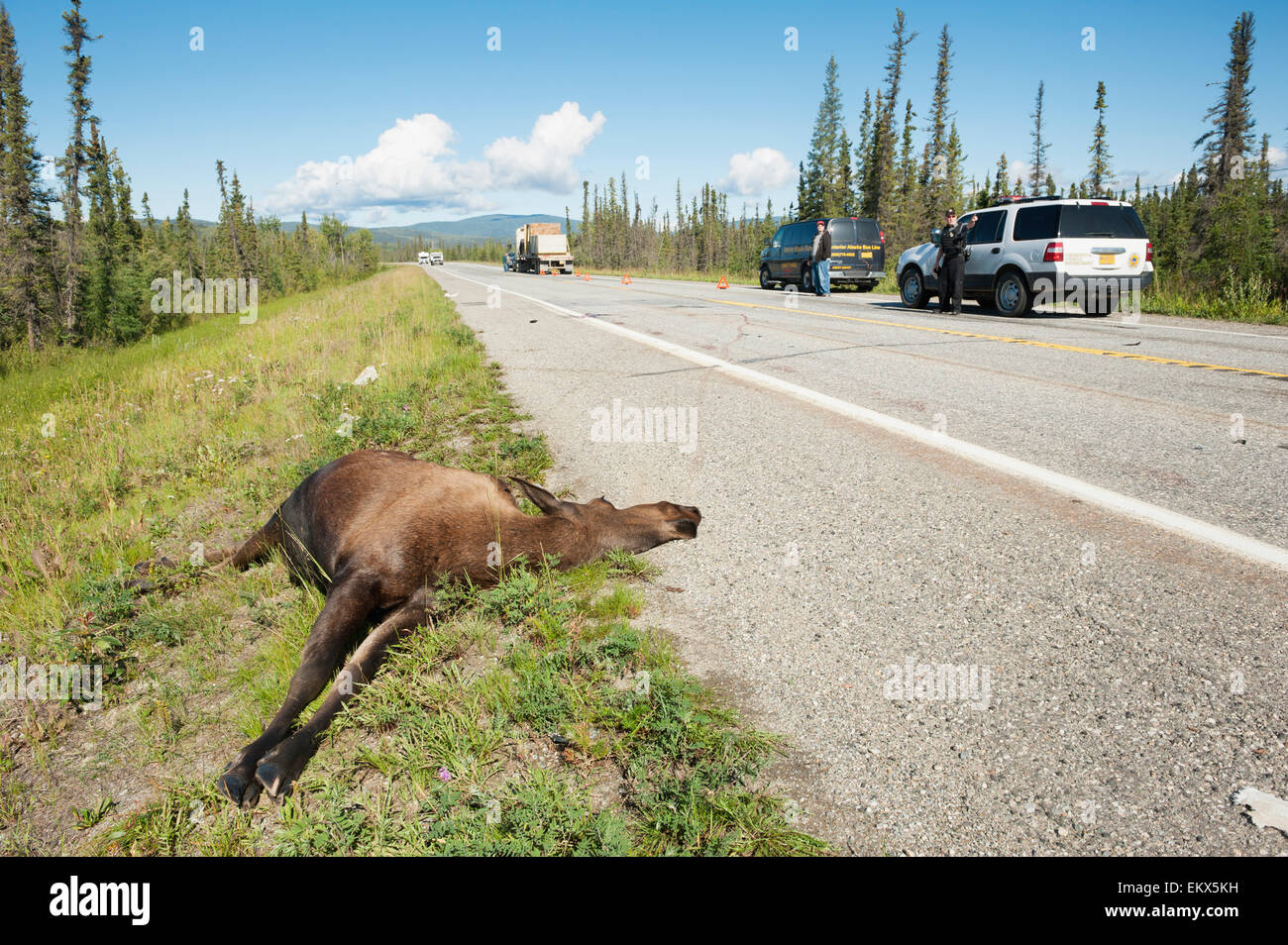 Moose and car hires stock photography and images Alamy
