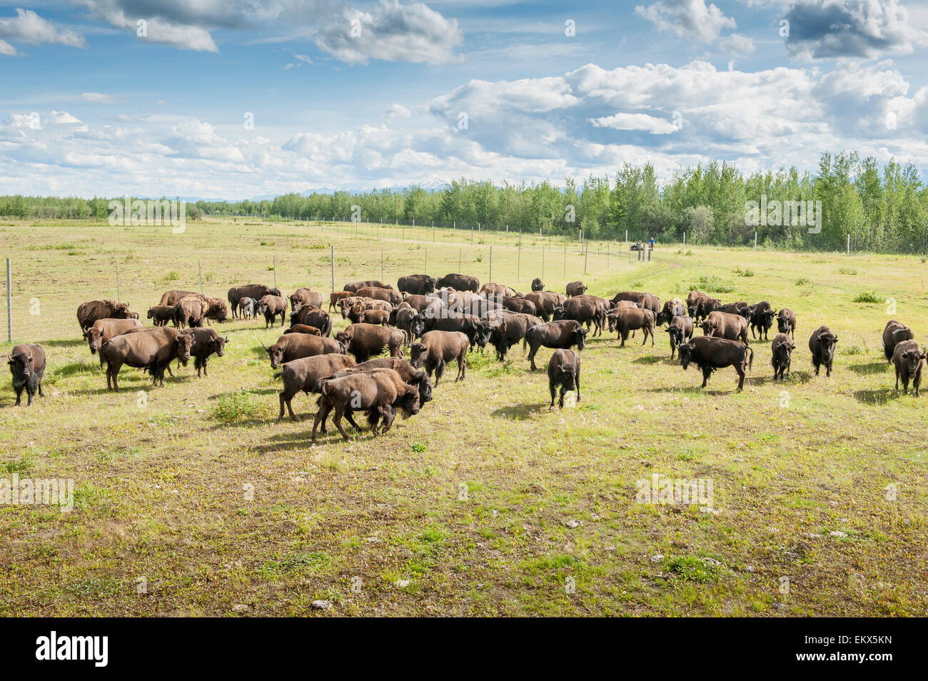 CAPTIVE Group of bison (bison bison) running in open field in Alaska