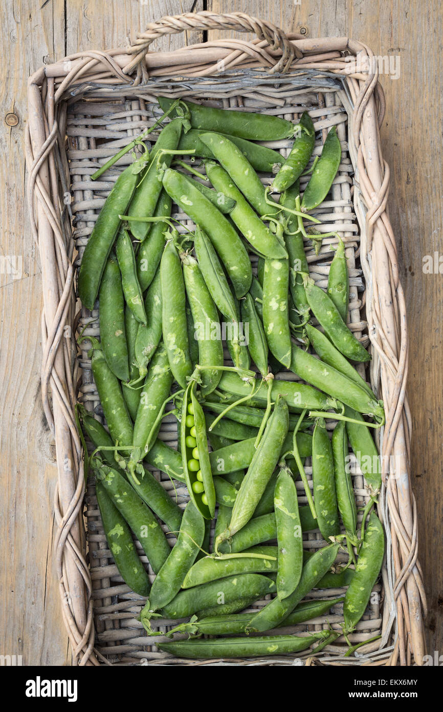 Fresh green pea pod and peas in a basket Stock Photo