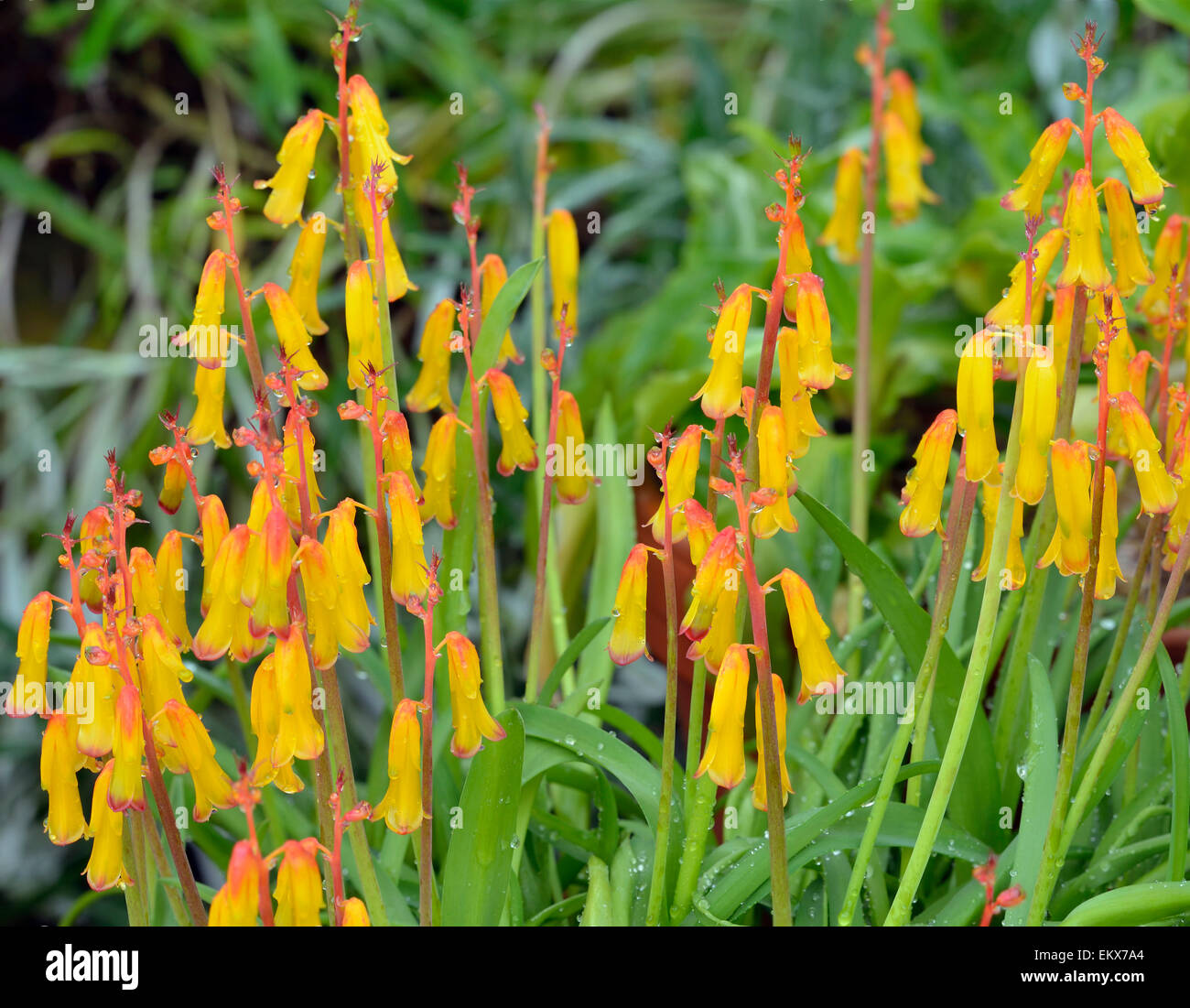 Opal Flower - Lachenalia aloides From South Africa Stock Photo