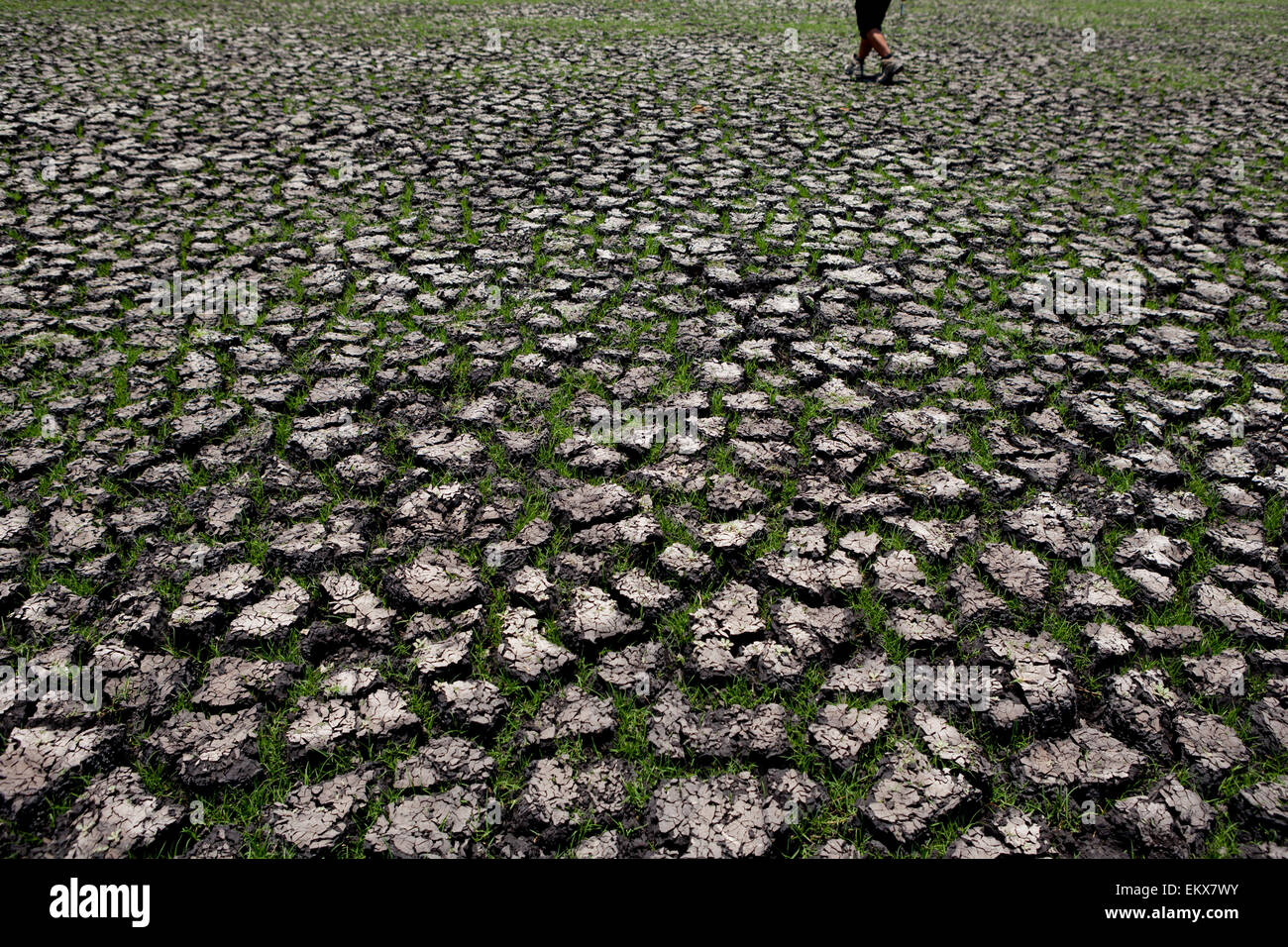 A man walking on cracked ground at the base of a drying pond during dry season in East Sumba, East Nusa Tenggara, Indonesia. Stock Photo