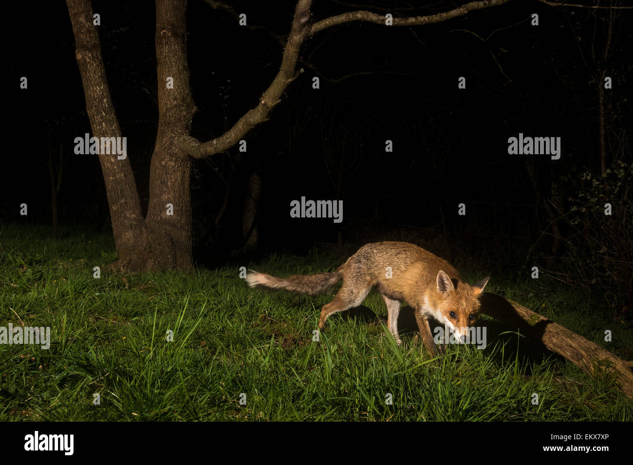British Red Fox (Vulpes vulpes) captured using camera trap in woodland with off camera flash. Pembrokeshire, Wales Stock Photo