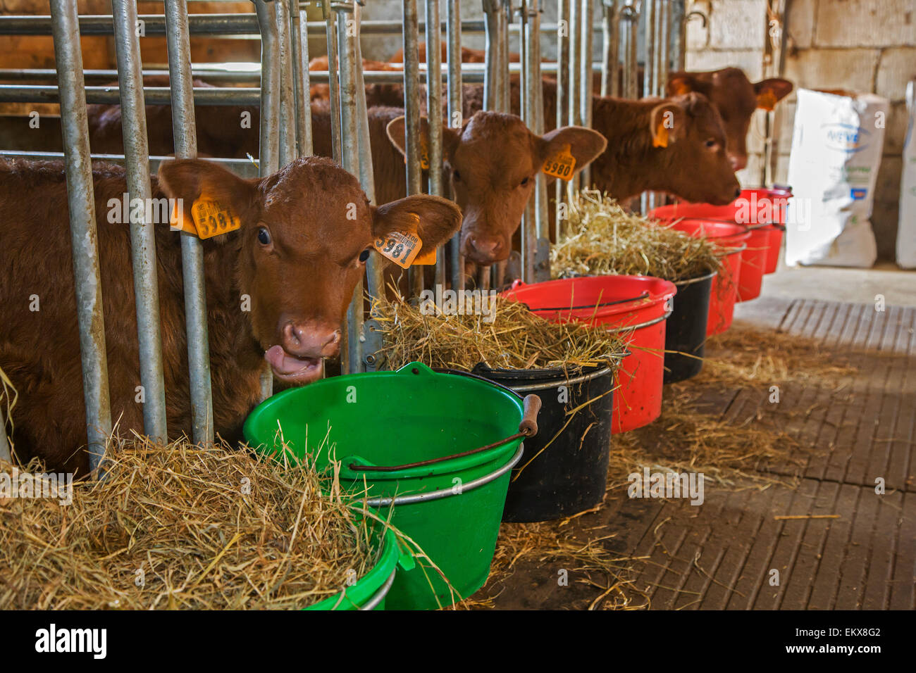 West Vlaams Rood / Belgian Red cattle calves being fed, cow breed from Flanders, Belgium Stock Photo