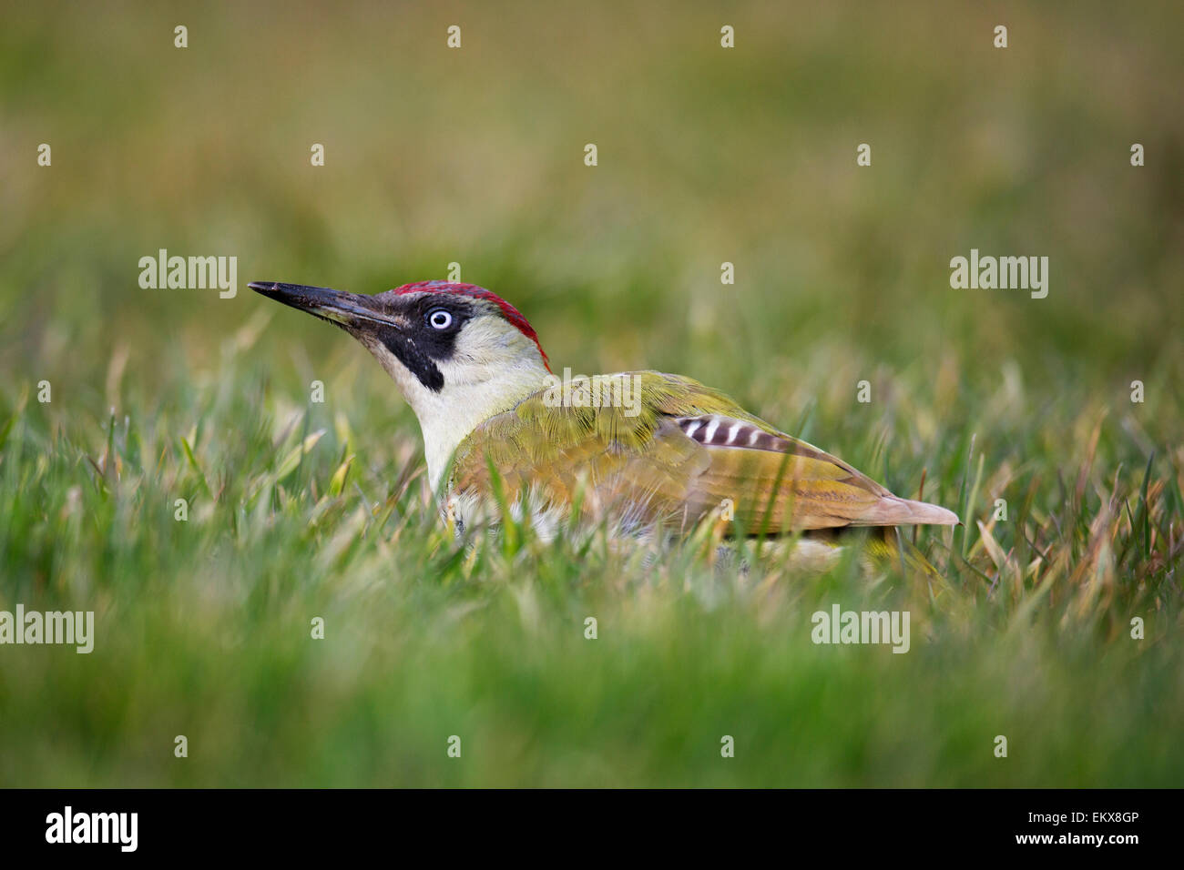 European green woodpecker (Picus viridis) female looking for ants in grassland Stock Photo