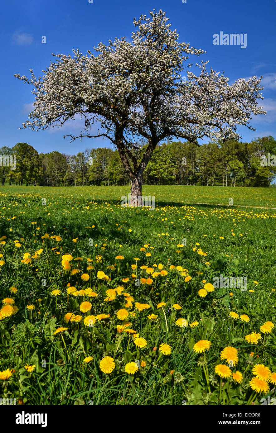 Apple tree meadow hi-res stock photography and images - Alamy