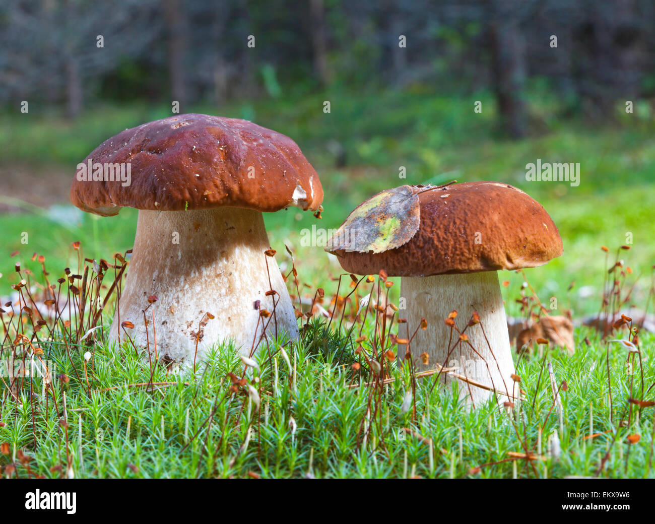 Porcini mushroom (Boletus edulis) Stock Photo