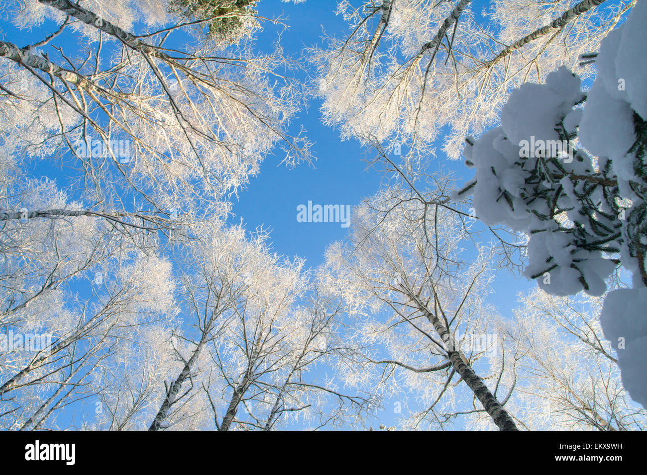 blue sky in beautiful winter forest Stock Photo