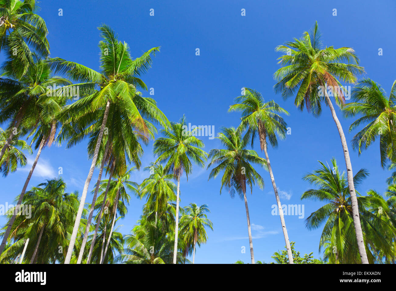 Palm trees on sky hi-res stock photography and images - Alamy