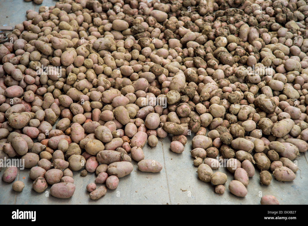 Potatoes on the ground in Kathmandu, Nepal Stock Photo Alamy