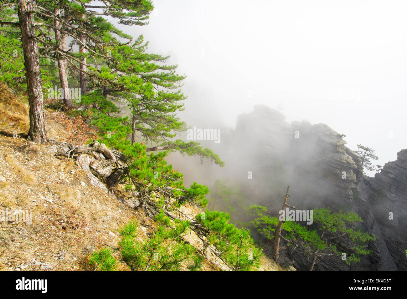 The mountain pine hi-res stock photography and images - Alamy