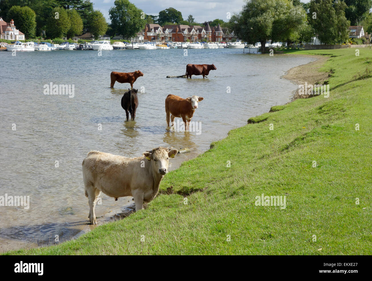 Castrated bullocks hi-res stock photography and images - Alamy