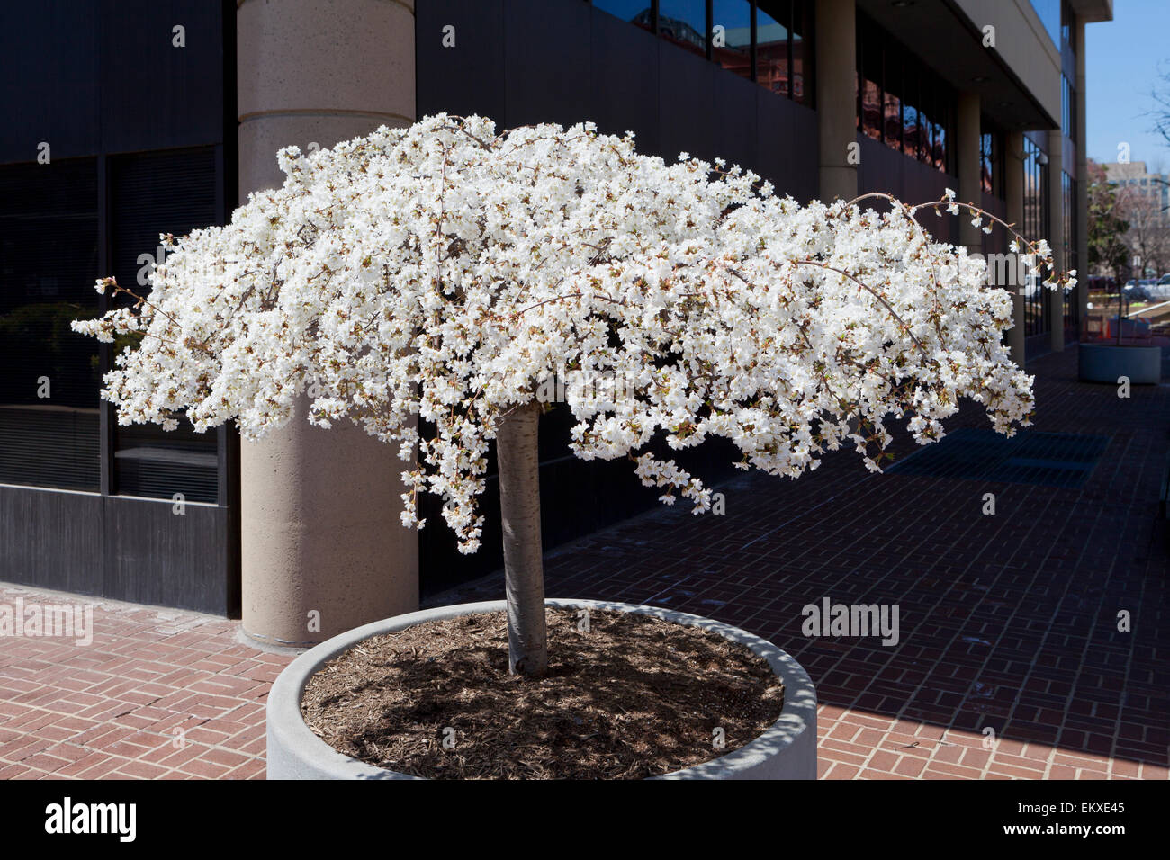 Weeping cherry tree in full bloom contained in a planter, outside of an urban office building - USA Stock Photo