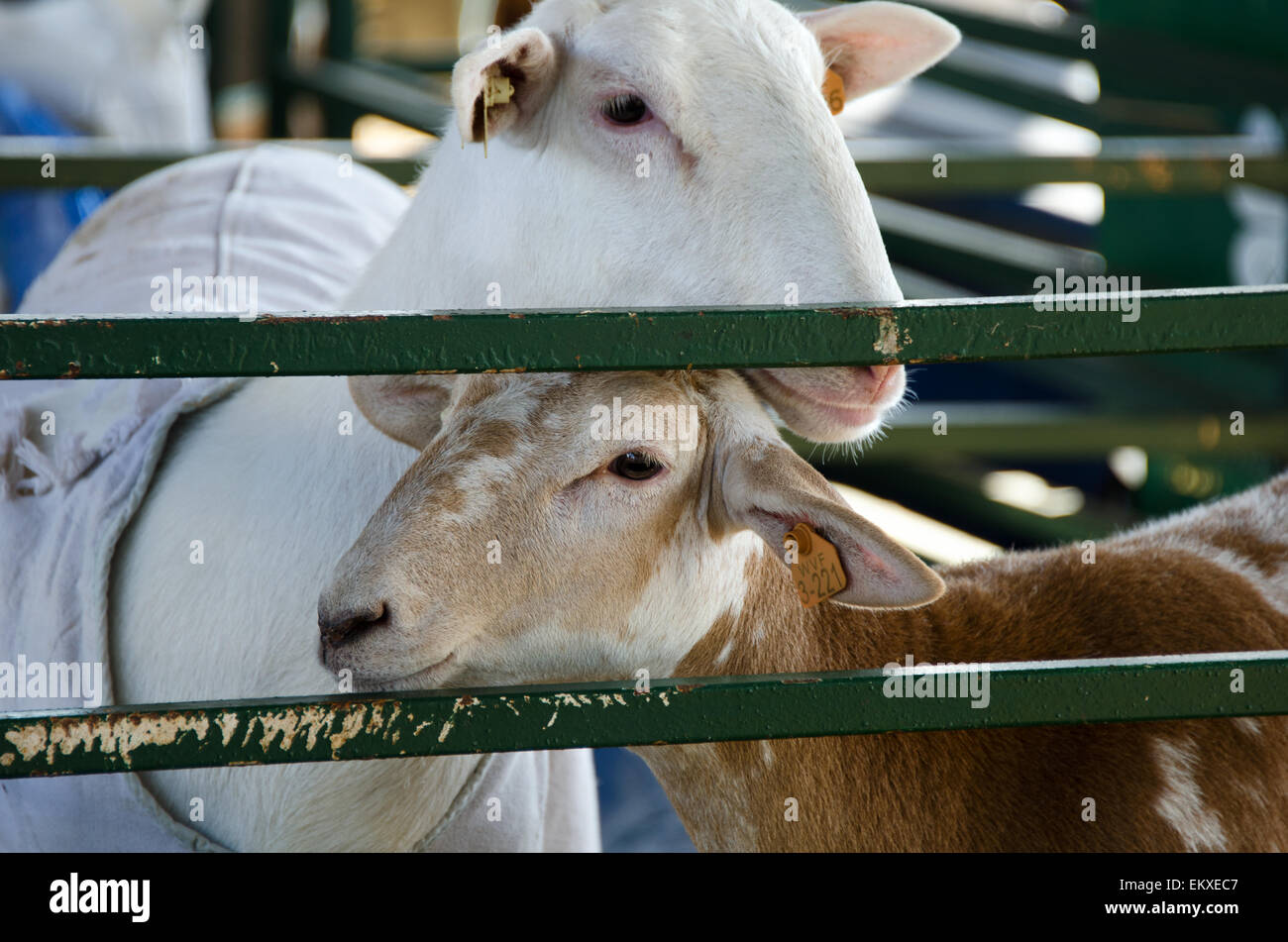 Two cheerful goats rub heads as they peer at the photographer. Stock Photo