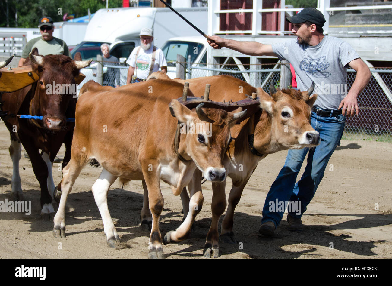 A man yells to his oxen to pull harder during the 4-Ox Distance Pull event  at the Blue Hill Fair, Maine Stock Photo - Alamy