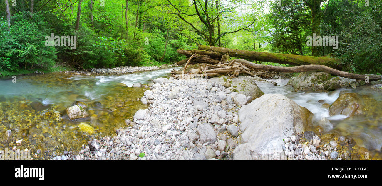 two river in deep ancient forest. big size panorama. Stock Photo