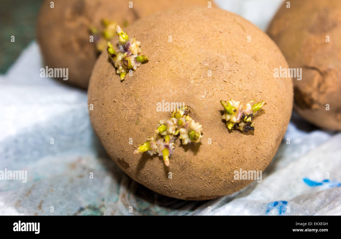 Potato with shoots sprouting out Stock Photo Alamy
