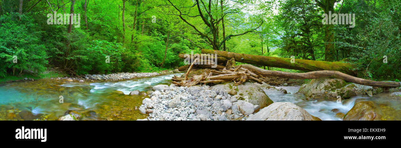 two river in deep ancient forest. big size panorama Stock Photo - Alamy