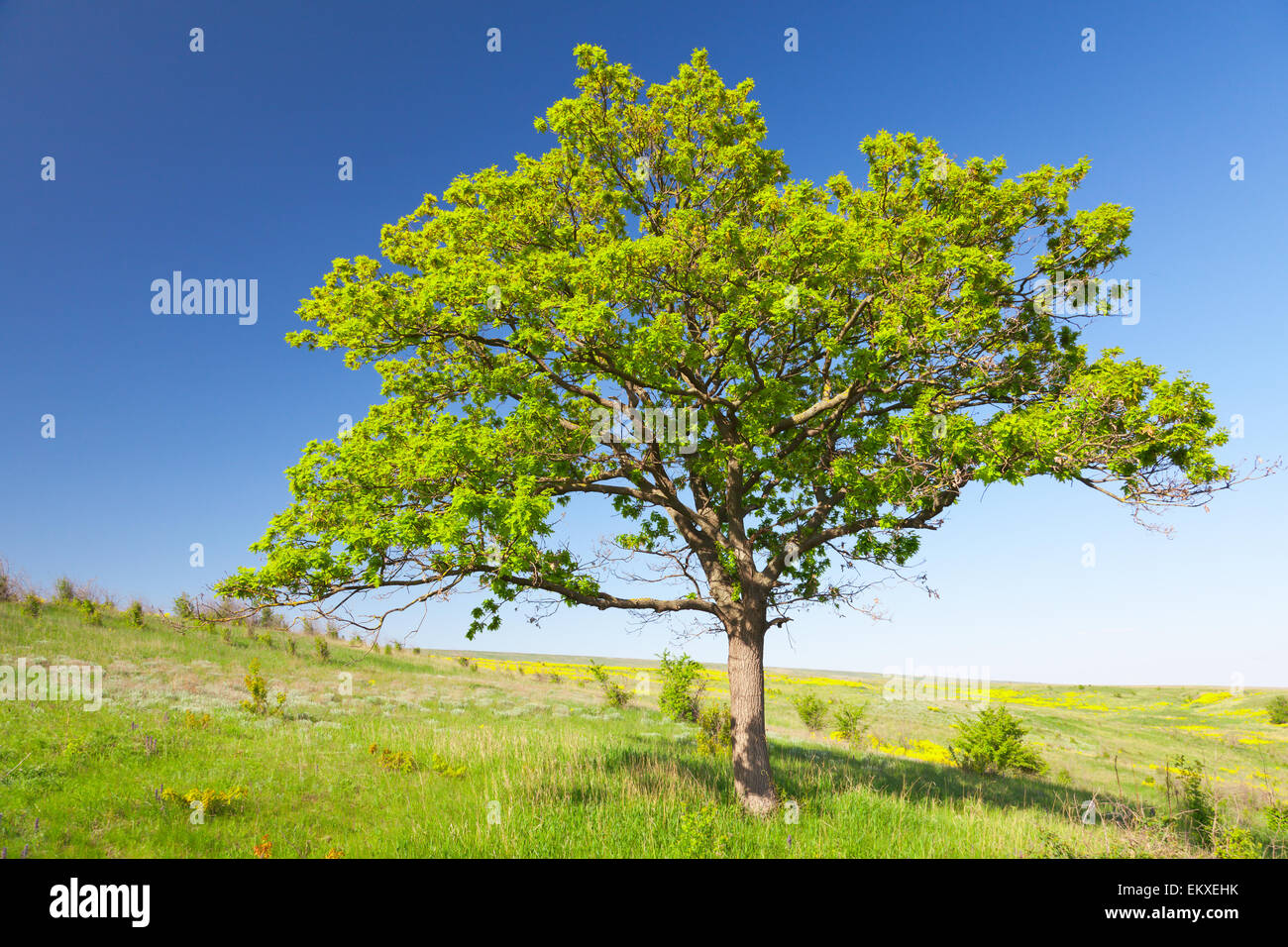 beautiful green tree on meadow Stock Photo - Alamy