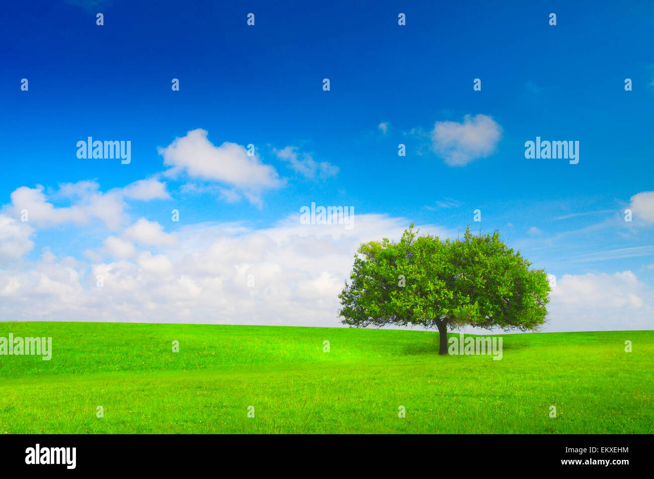 beautiful green tree on meadow Stock Photo - Alamy