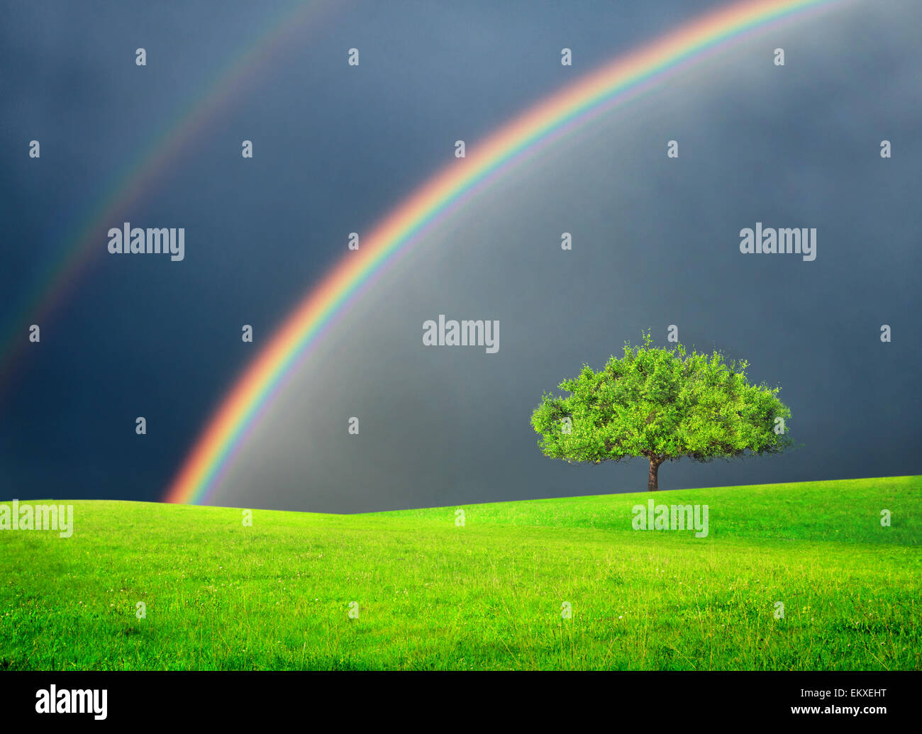 Green field with tree and double rainbow Stock Photo